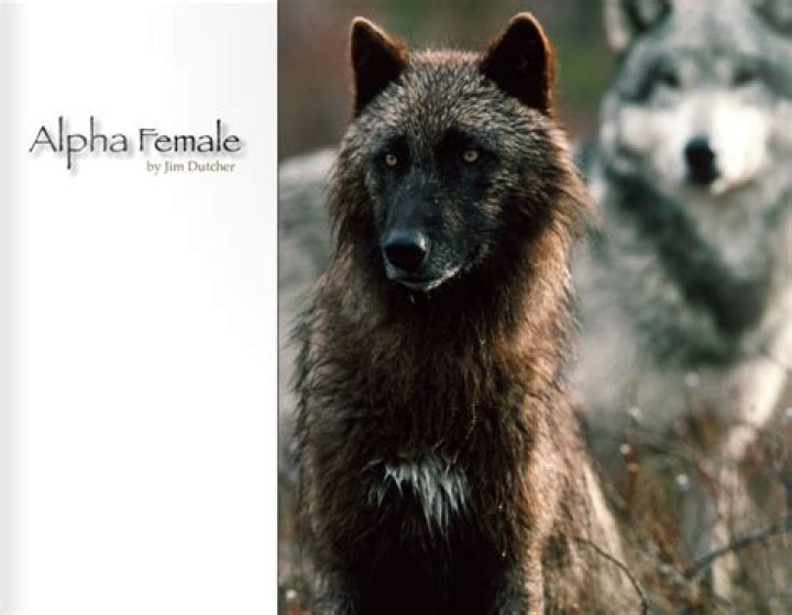 Are female wolves alpha?