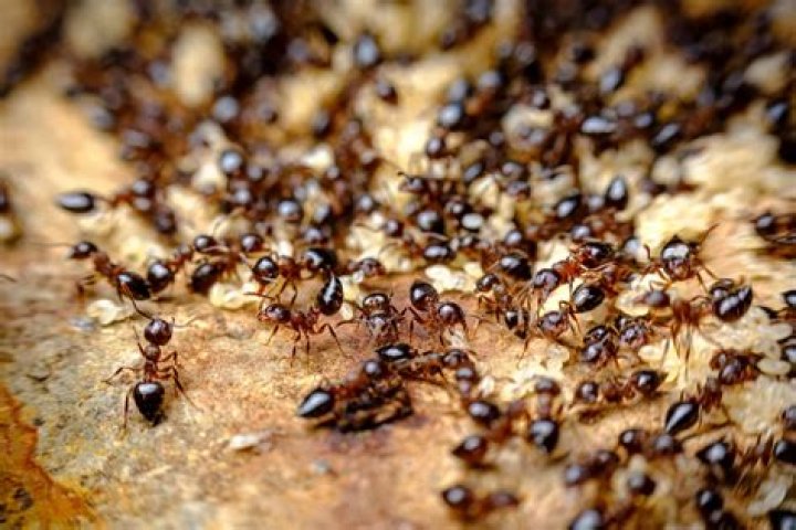 Can an ant drown?