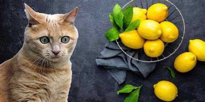 Can cats have lemon?