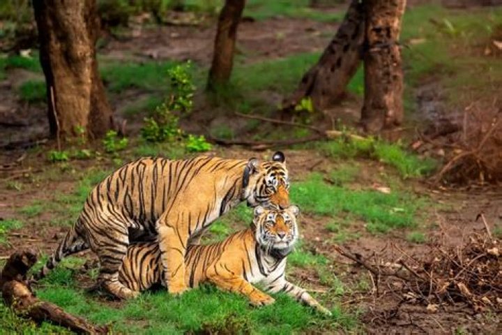 Do animals consent to mating?
