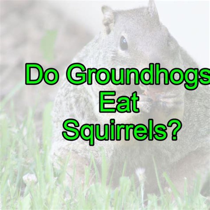 Do groundhogs eat squirrels?