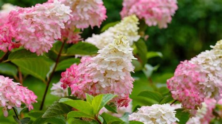 Do Hydrangeas like Epsom salt?