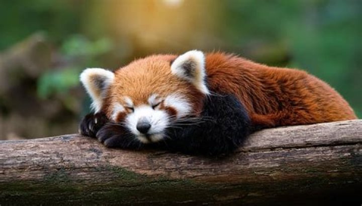 Is a red face cute?