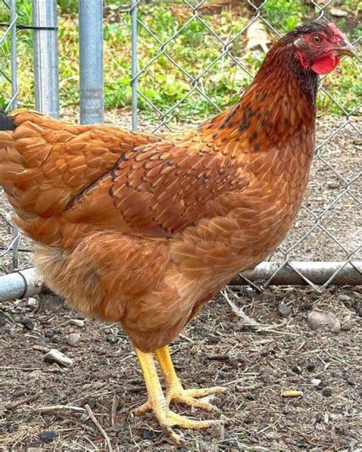 Is cinnamon good for chickens?