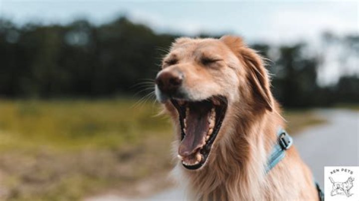 What does it mean when dogs yawn?