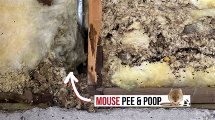 What does mouse in wall sound like?