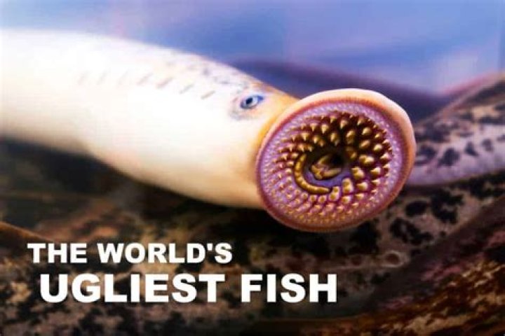 What is the ugliest fish?