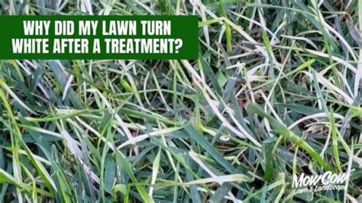 Why are my grass blades so thin?