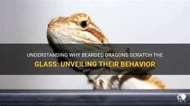 Why do bearded dragons scratch the glass?