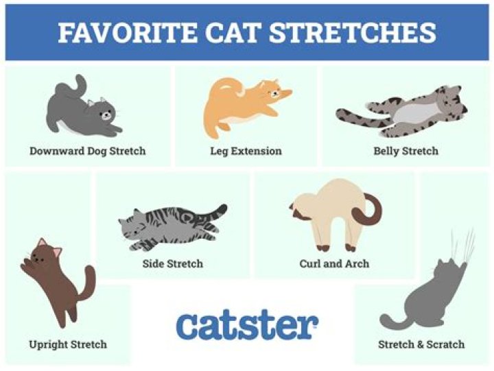 Why do cats like neck scratches?